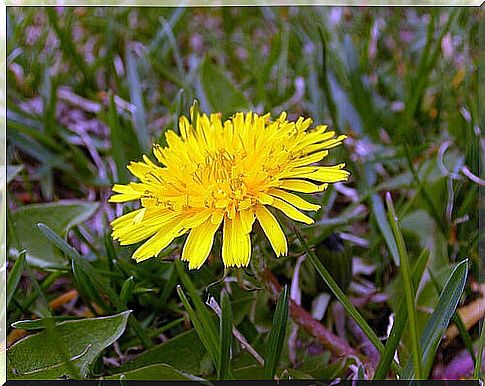 Dandelion used in natural remedies for warts