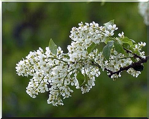 Medicinal herbs to treat depression like angelica