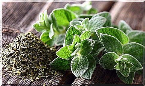 Medicinal plants against productive cough such as oregano