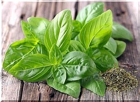 Green basil