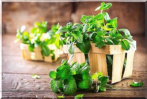 Teas to combat intestinal gas such as mint