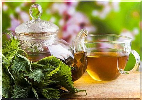 Nettle tea can help treat colds