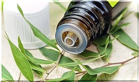 Tea tree essential oil that helps remove warts