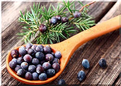  Juniper on the list of healthy plants that help to lose weight