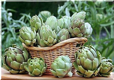 Healthy plants that help to lose weight such as artichokes