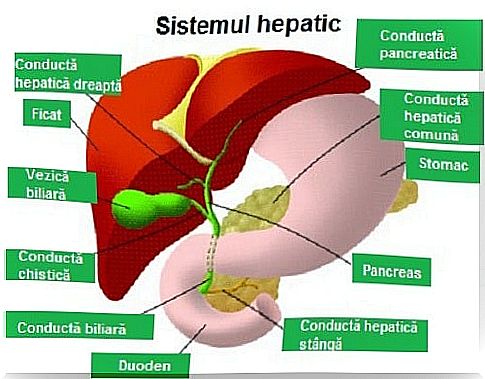 Abdominal pain in the left side of the liver