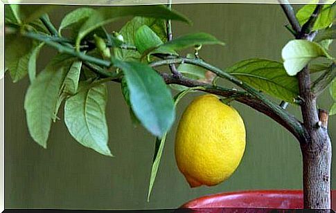 Lemon in masks with aloe vera