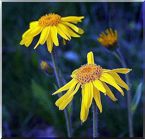 Relieve back pain with a dandelion remedy