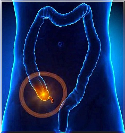 The function of the appendix in the human body