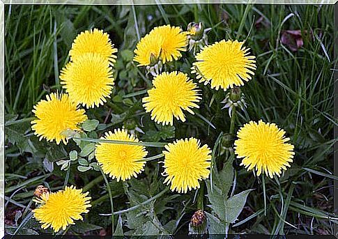 A little dandelion helps cleanse your skin of toxins