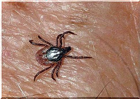 Crimea-Congo hemorrhagic fever has reached Spain