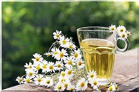 How to heal chamomile wounds