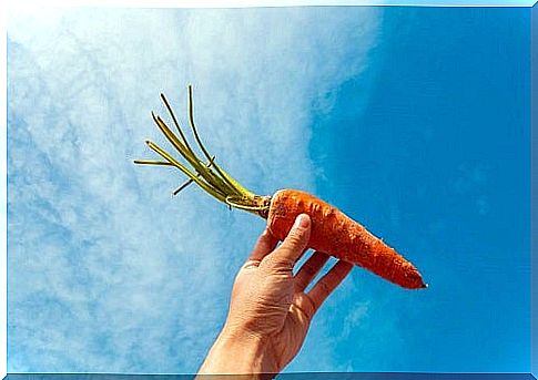 Fresh carrot