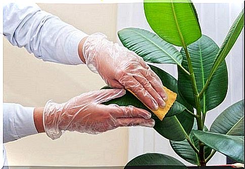 How to clean the leaves of potted plants