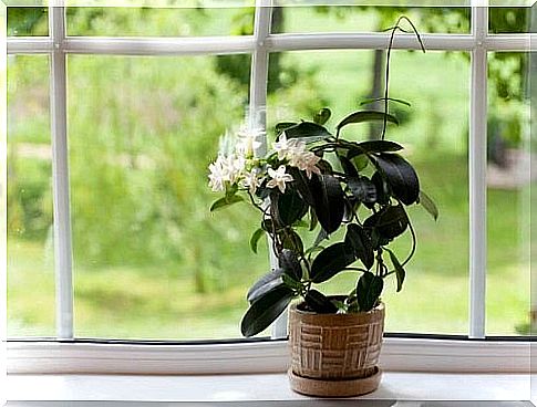 How to clean the leaves of plants to keep them healthy