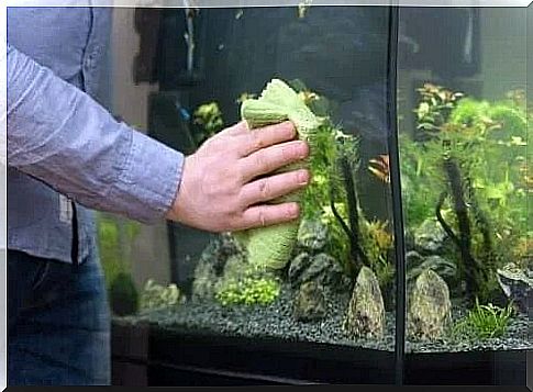 How to clean an aquarium simply