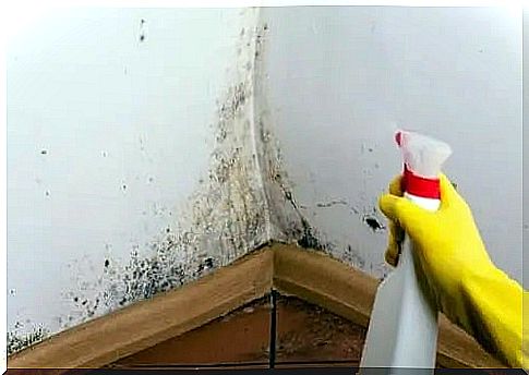 Mold cleaning with degreaser