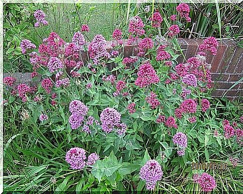 Valerian: remedy for smoking