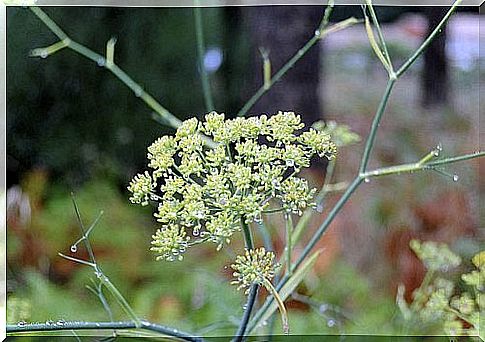 Among other things, fennel helps you overcome urinary incontinence