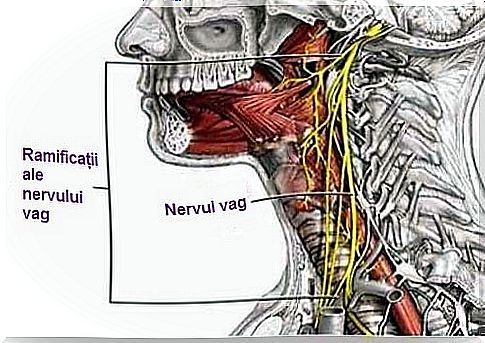 The vagus nerve passes through different areas of the body